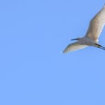 Birdwatching nel Gargano