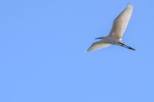 Birdwatching nel Gargano